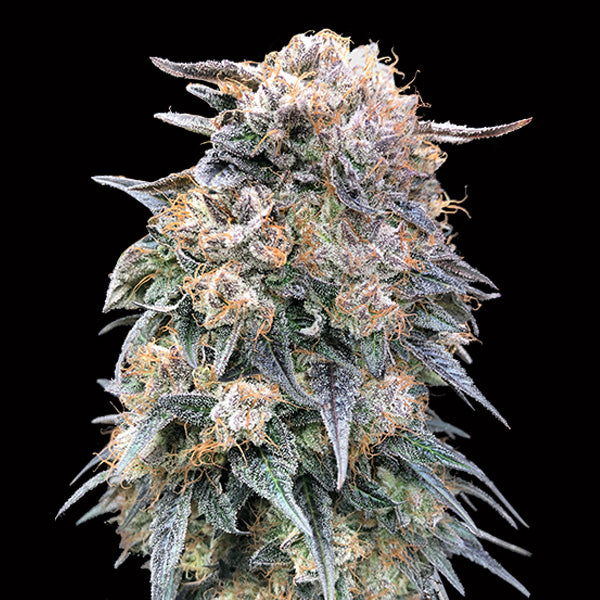 00 Kush Fast 5 u. fem. 00 Seeds