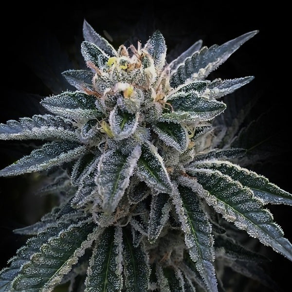 3 torba 10 u. fem. DNA Genetics