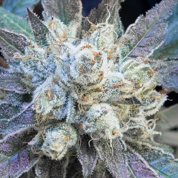 #9 Pound Hammer Fast 5 ud High Speed Buds