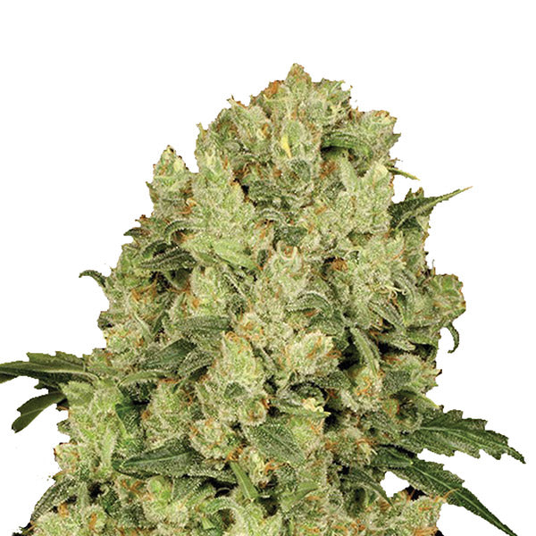 AK 48 - 5 pc. fem. Nirvana