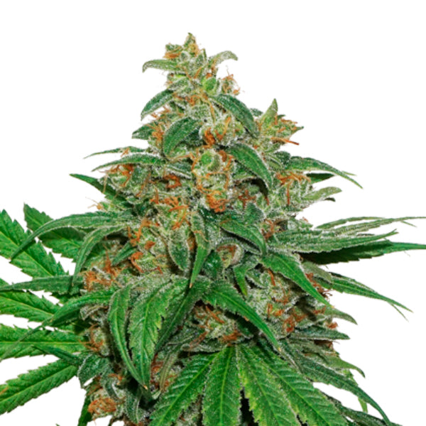AK420 fem. 3 u. Seedstockers