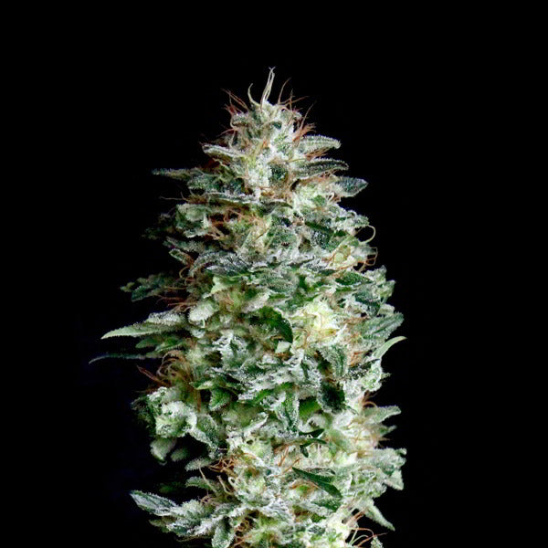 Absolute Herer 1 fem. Absolute Cannabis Seeds