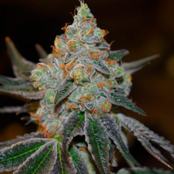 Afghan Skunk 1 u. fem. Expert Seeds
