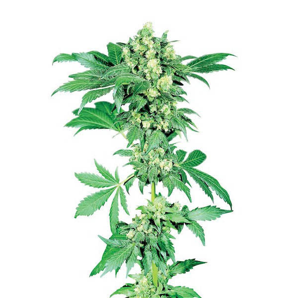 Afghani # 1 - 10 u. reg. Sensi Seeds
