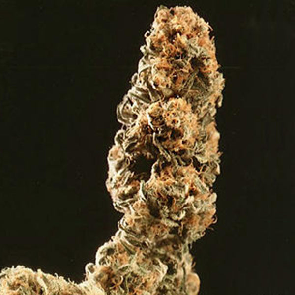 Afghani Special 5 pcs. fem. KC Brains