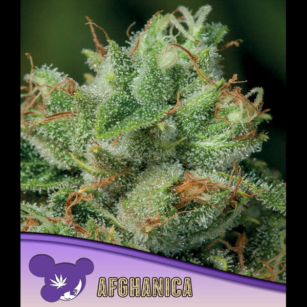Afghanica 10 u. fem Anesia