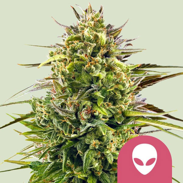 Alien OG 10 pc. fem. Royal Queen