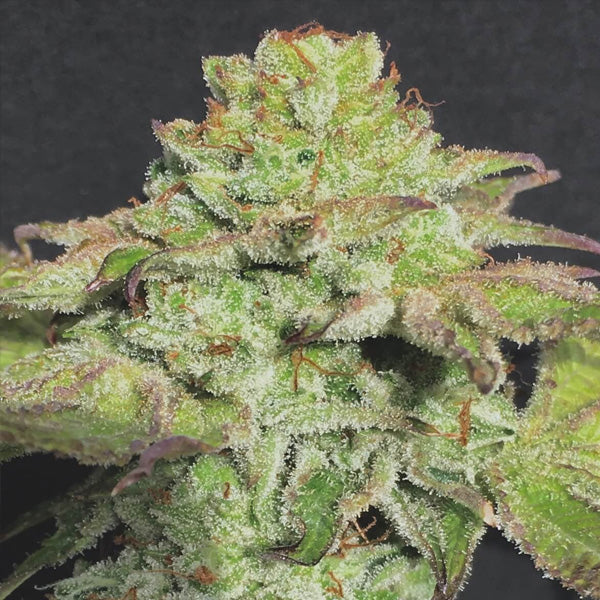Alien Wedding Cookies 6 u. fem Mamiko Seeds
