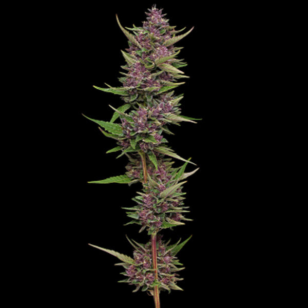 All Gas OG 3 u. fem Humboldt Seeds Company