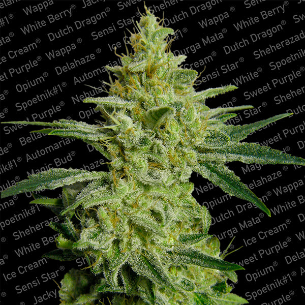Allkush 5 u. fem. Paradise Seeds