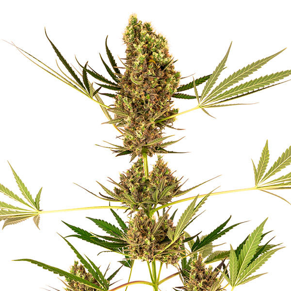 Alpine Delight CBD Auto 3 pz. fem. Sensi Seeds