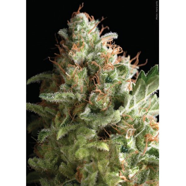 American Pie 1 u. blister x 12 u. fem. Pyramid Seeds