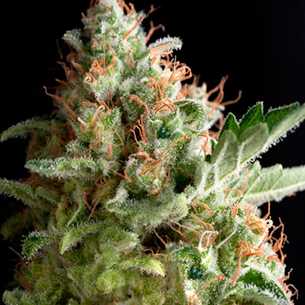 American Pie 5 u. fem. Pyramid Seeds