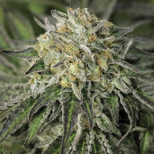 Amherst Sour Diesel 3 ud Humboldt Seed Organization