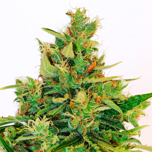 Amnesi - K Lemon 3 u. fem. Kannabia Seeds