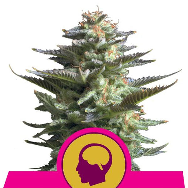 Amnesia Haze 3 u. fem. Royal Queen