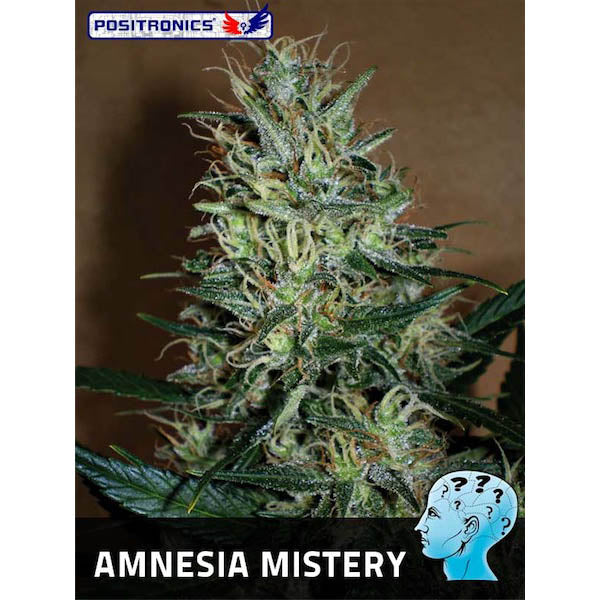 Amnesia Mistery 1 u. fem. Positronics Seeds
