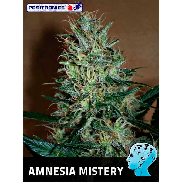 Amnesia Mistery 25 pz. fem. Positronics Seeds