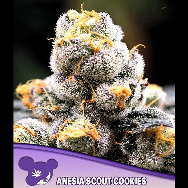 Anesia Scout Cookies 5 u. fem Anesia
