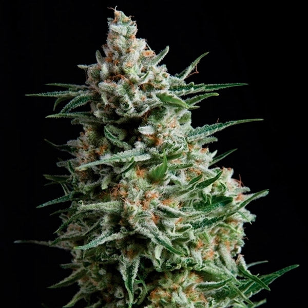 Anesthesia 5 u. Fem Pyramid Seeds