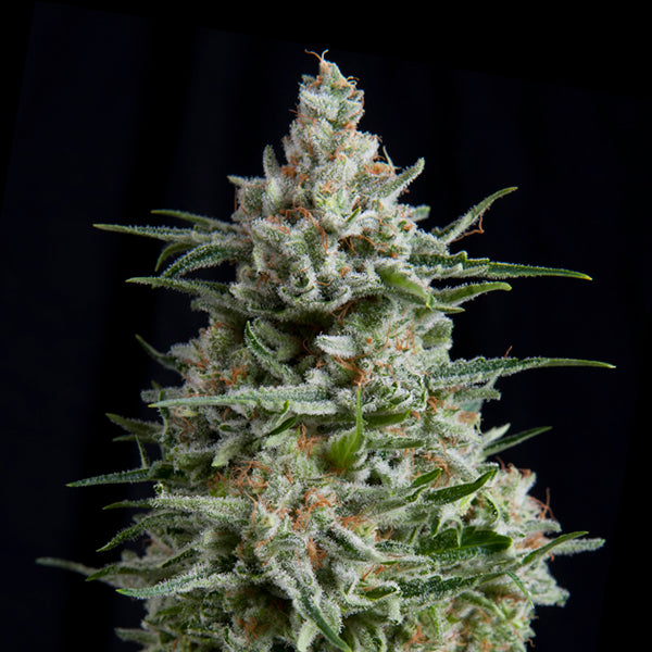 Anesthesia CBD 3 u. fem. Pyramid Seeds