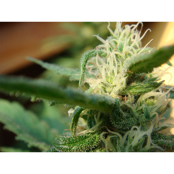 Angel's Breathe (Mango Haze x Afghan) 15 u. reg. Mr. Nice Ed. Limitata
