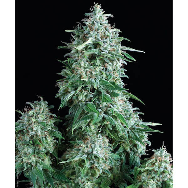 Anubis 1 u. blister x 12 u. fem. Pyramid Seeds