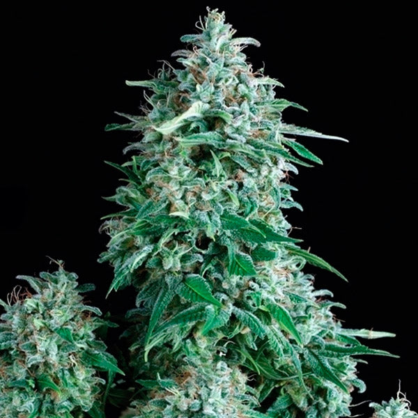 Anubis 3 fem. units Pyramid Seeds