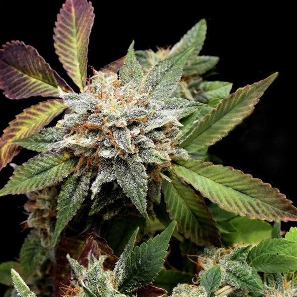 Anubis x Sunset Sherbet 5 female seeds. Pyramid Seeds Gold Line