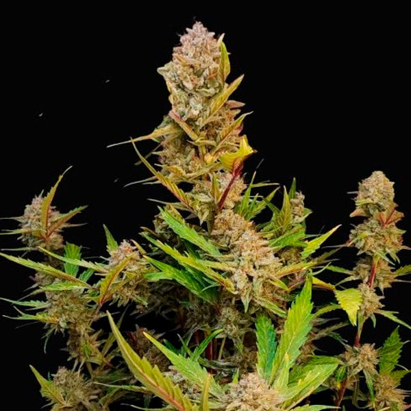 Apricot Auto 1 u. fem. FastBuds Seeds