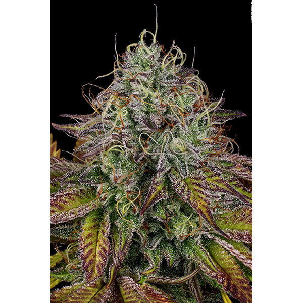 Apricot Candy 5 u. fem. Paradise Seeds