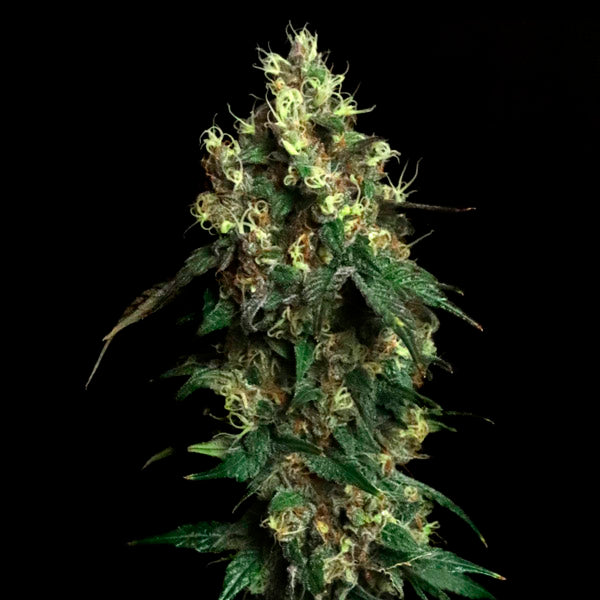 Aqua Verde 3 pc. fem Elev8 Seeds