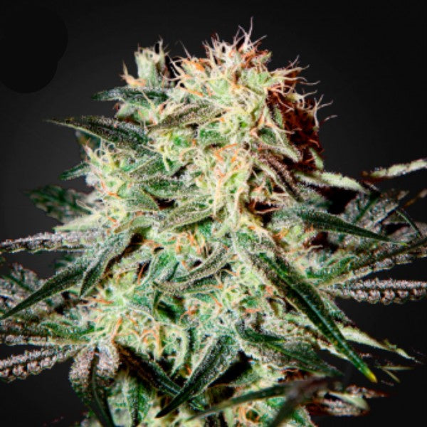 Arjan Strawberry Haze 5 u. fem. Green House