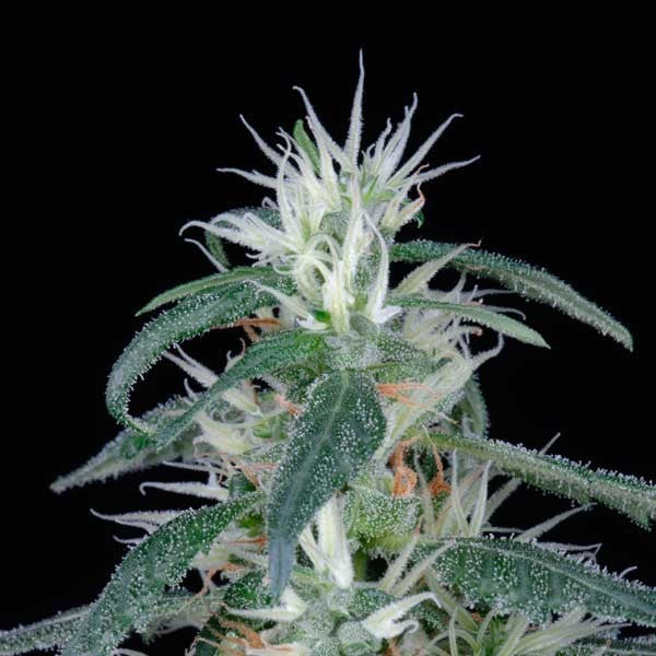 Arjan Ultra Haze #1 - 1 u. fem. Green House