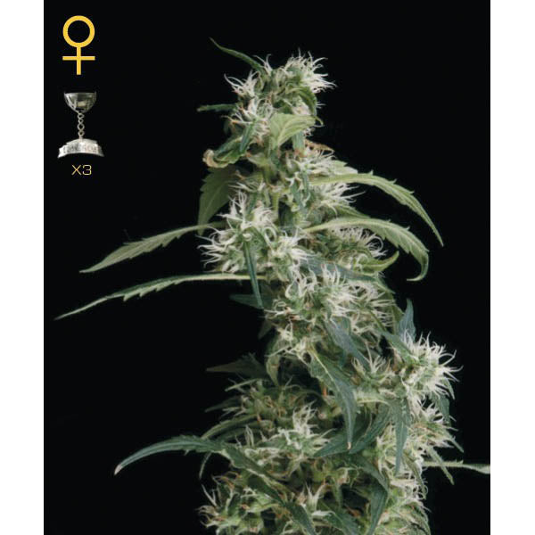 Arjan Ultra Haze #2 (Mango Haze) - 5 u. fem. Green House