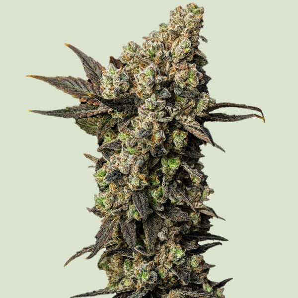 Astro Lemonade F1 - 10 pz. fem. Royal Queen