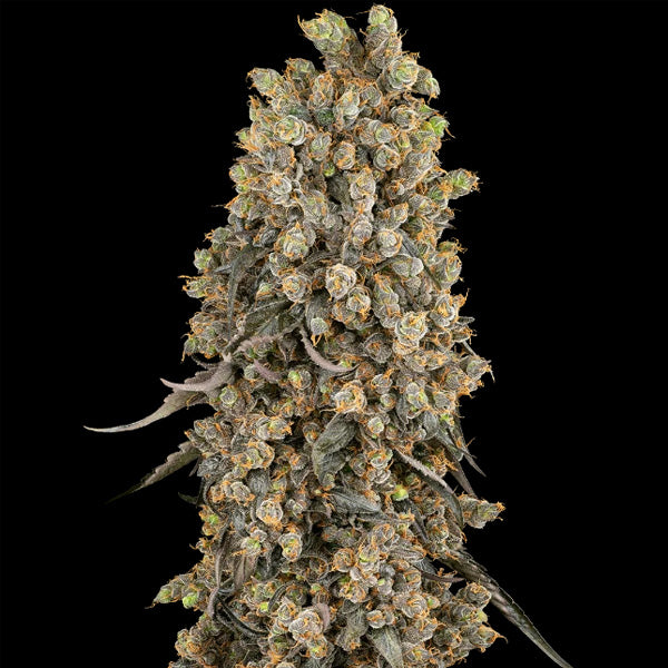 Atomic Blue Dream 5 ud. fem. Sensi Seeds