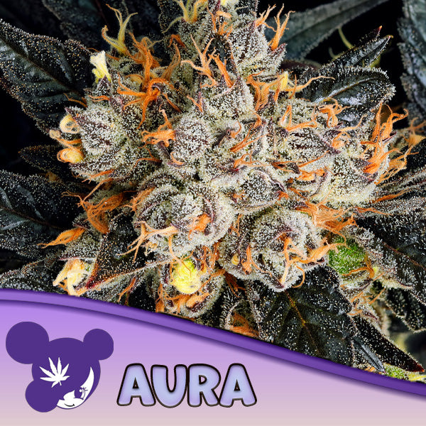Aura 3 u. fem Anesia