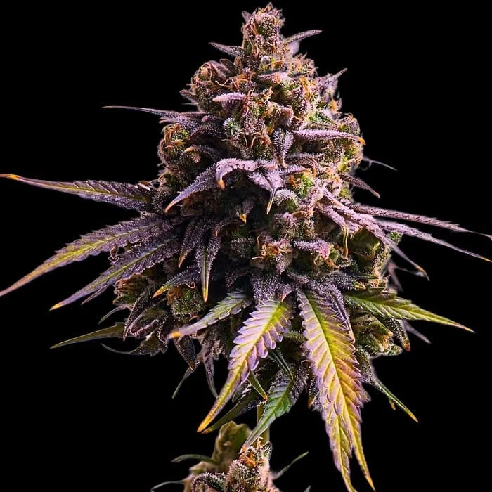 Auro RS11 -10 un. fem Empire Seeds