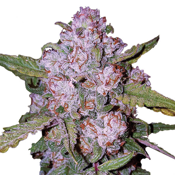 Aurora Indica 5 u. fem. Nirvana
