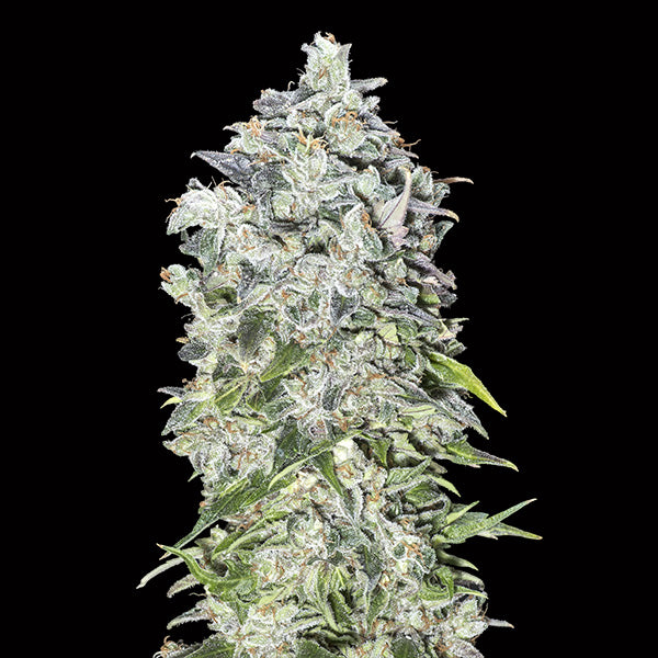 Auto 00 Kush 25 u. fem. 00 Seeds