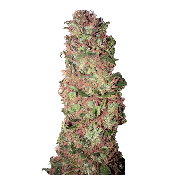 Auto AC DC Cookies (0,5/15) 1 u. fem. CBD+ Buds