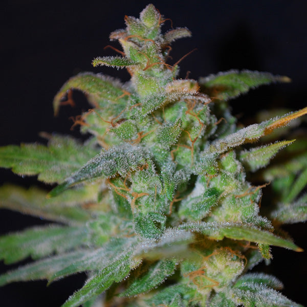 Auto AK 4 u. fem. Female Seeds