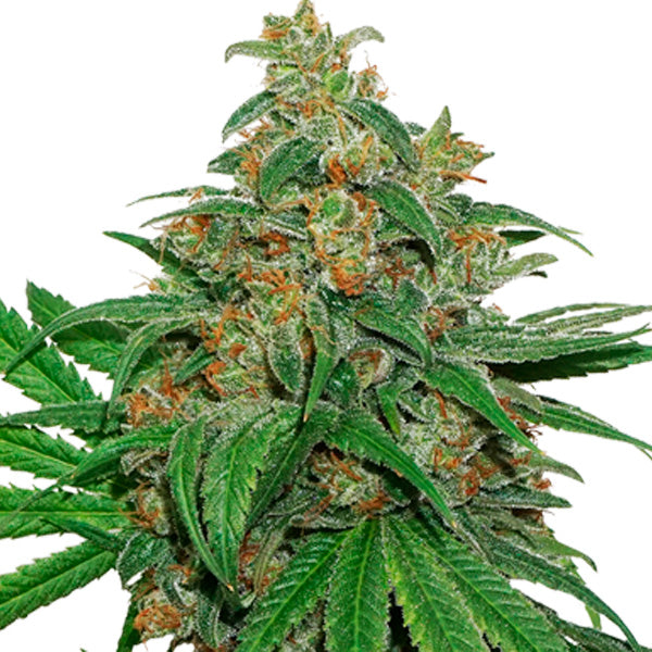 Auto AK420 fem. 3 u. Seedstockers