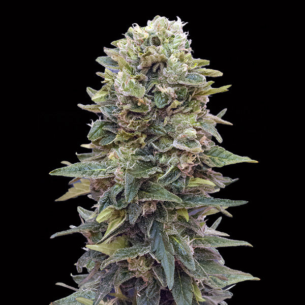 Auto Afghan Mass 3 u. fem. 00 Seeds