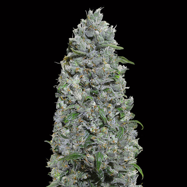 Auto Afghan Mass XXL 25 u. fem. 00 Seeds