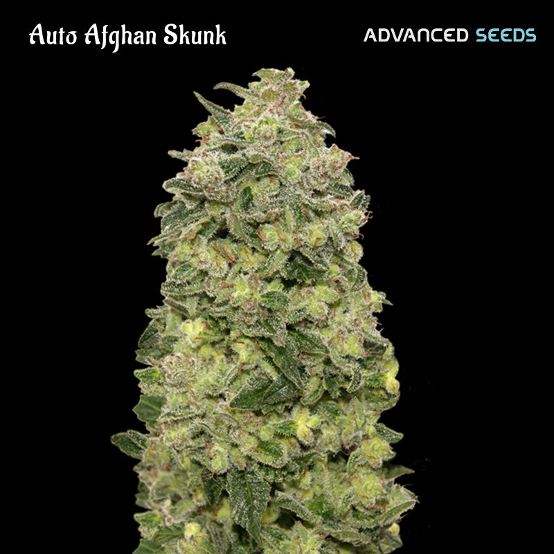 Auto Afghan Skunk 1 pz. fem. Advanced Seeds