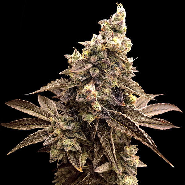 Auto Alien Candy Kush 1 ud High Speed Buds