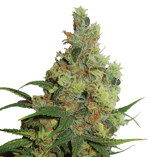 Auto Amnesia Haze 5 u. fem. Nirvana