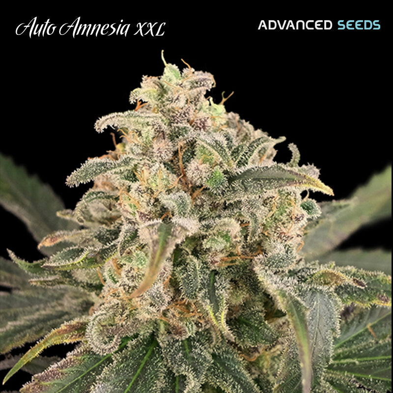 Auto Amnesia XXL 1 pc. fem. Advanced Seeds